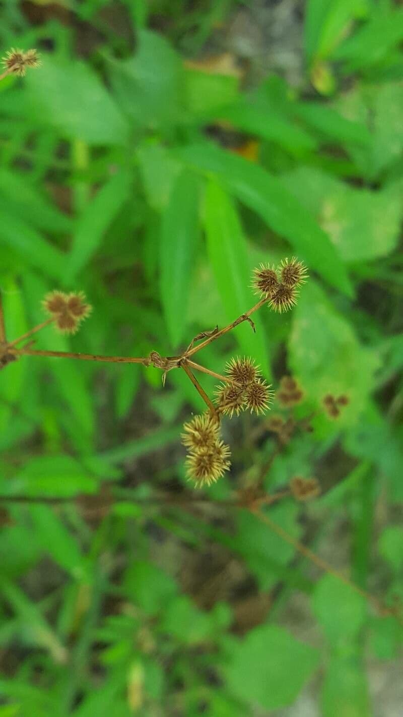 Sanicula canadensis 5