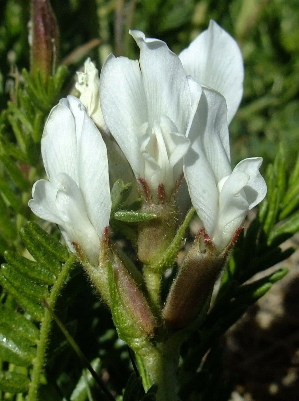 Oxytropis fetida 8