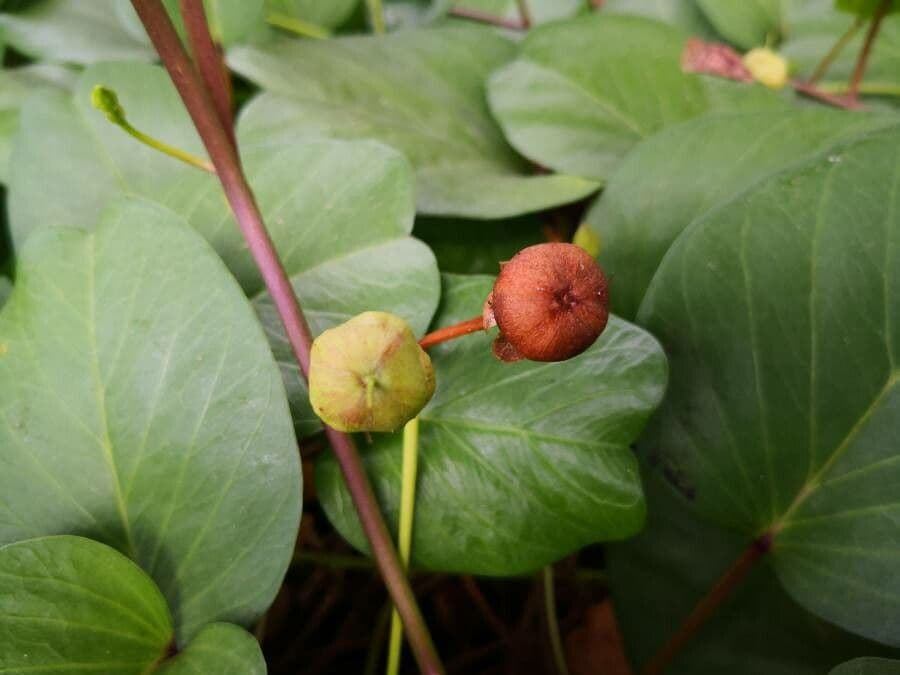 Campanella piede di capra
