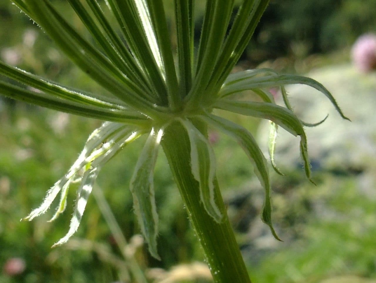 Laserpitium 22