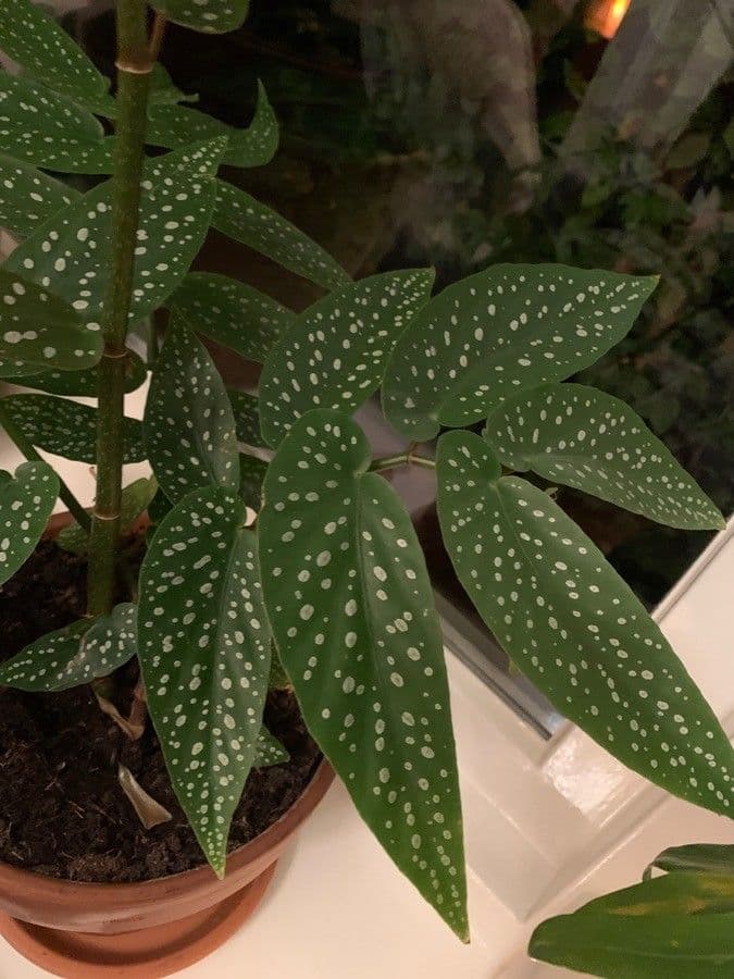 Begonia 20