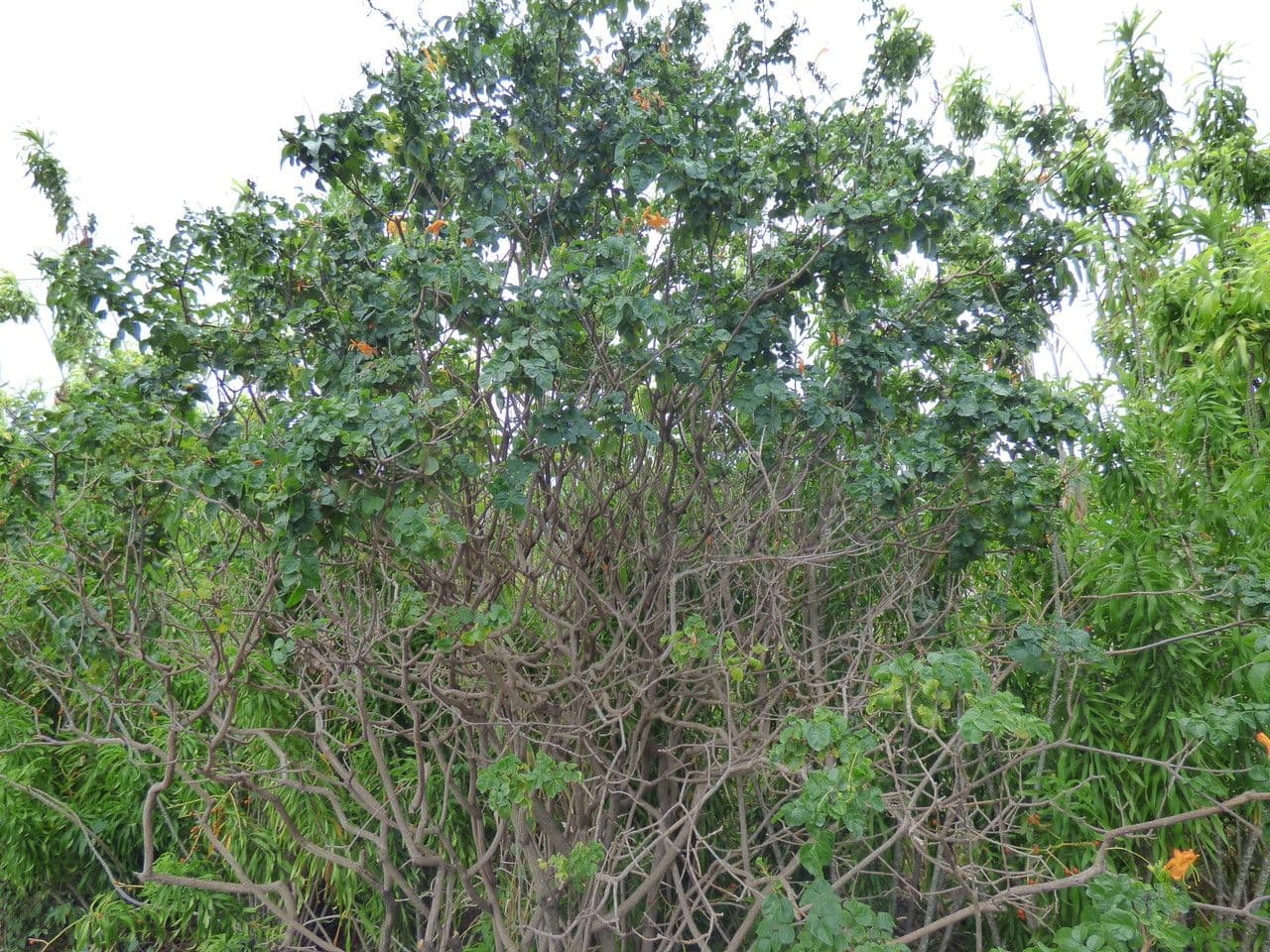Tecoma del Capo 11