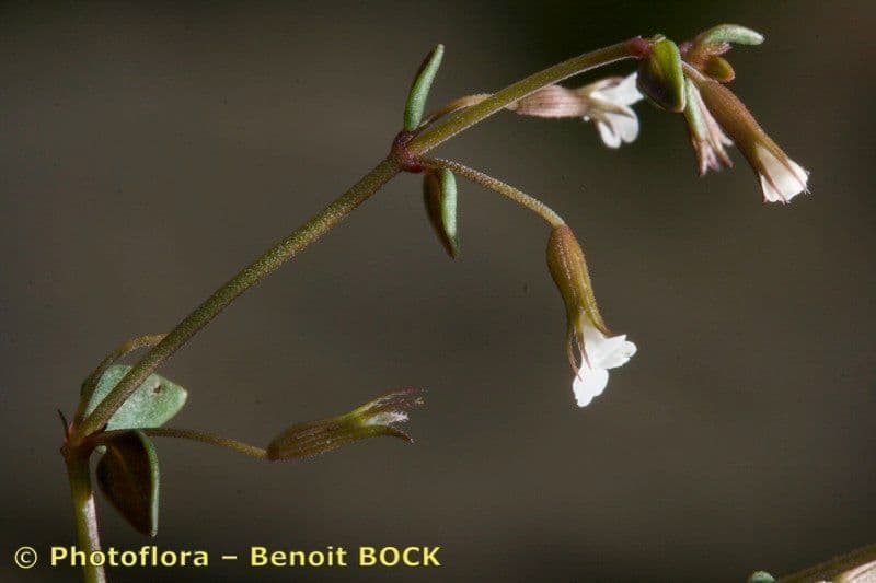 Micromeria 4