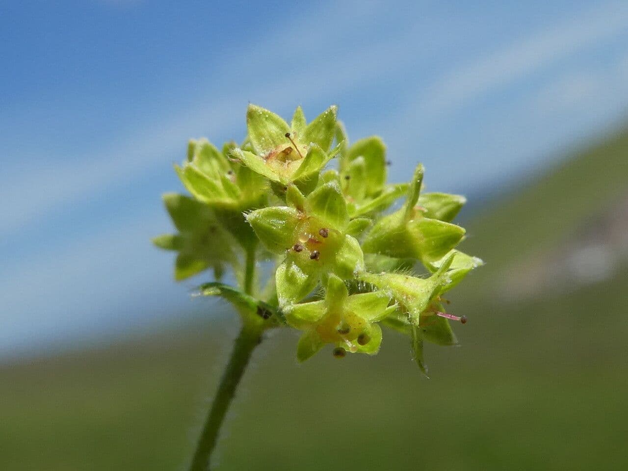 Alchemilla flabellata 5