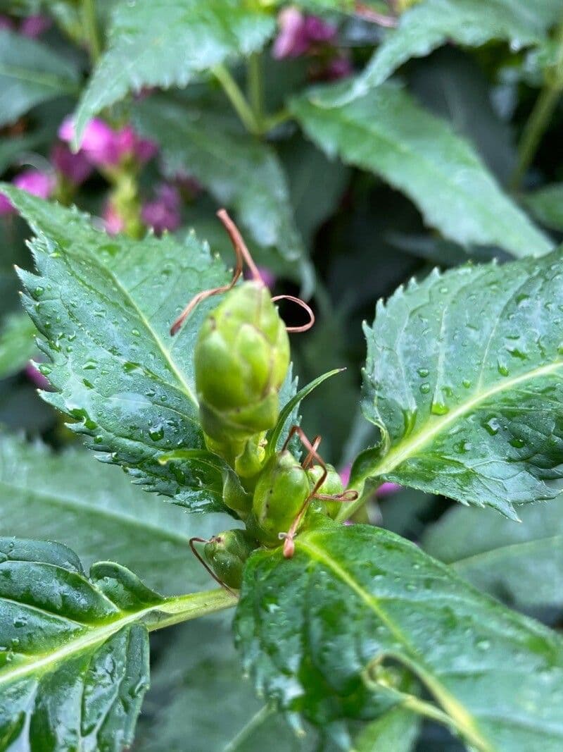 Chelone