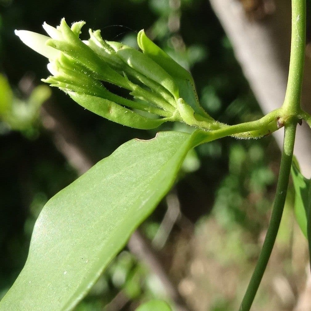 Jasmin