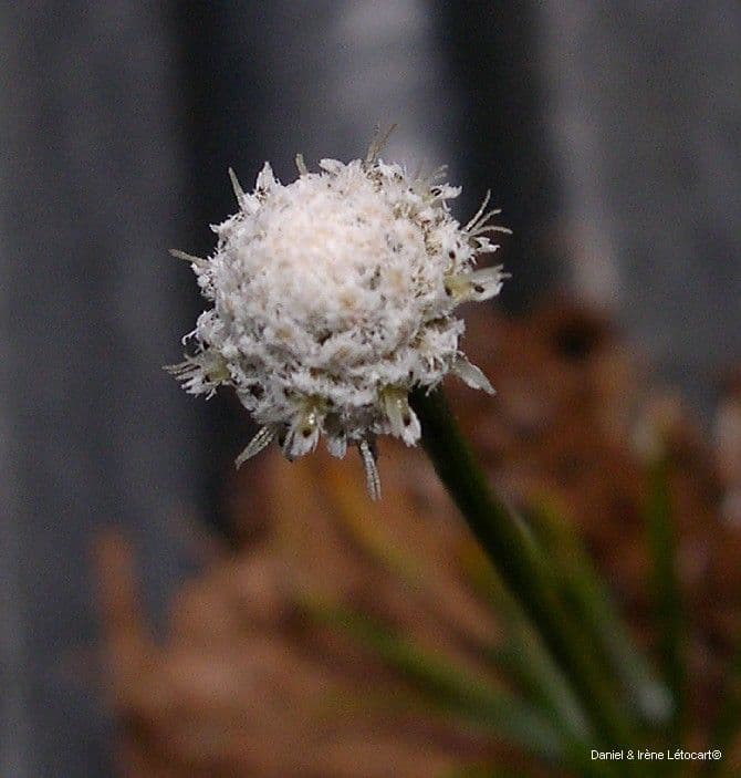 Schnabelkölbchen 2