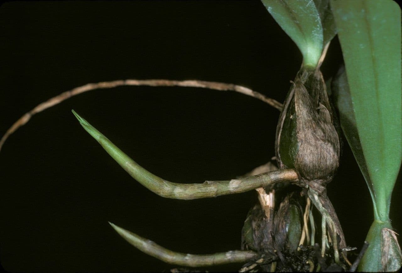 Bulbophyllum 10
