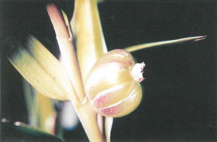 Dendrobio unicarinato 2
