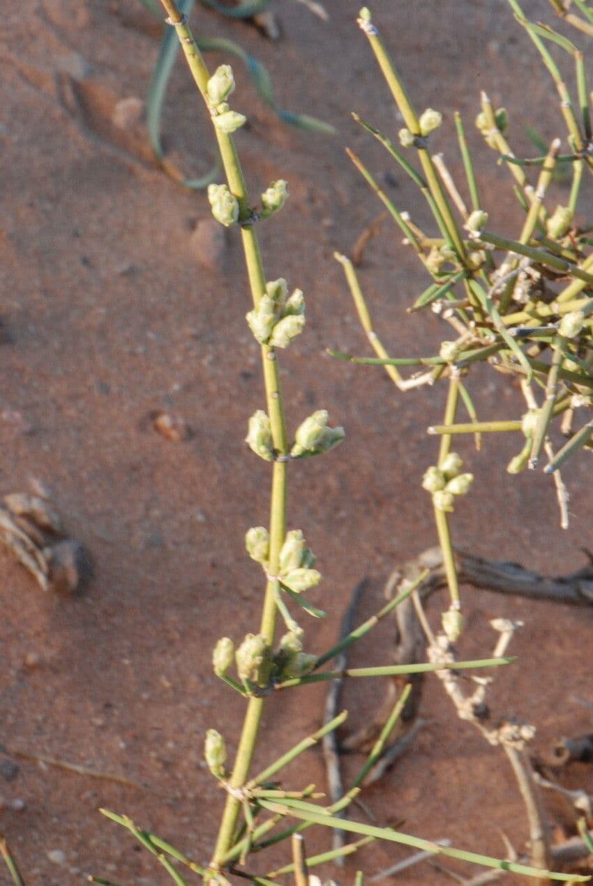 Efedra 9