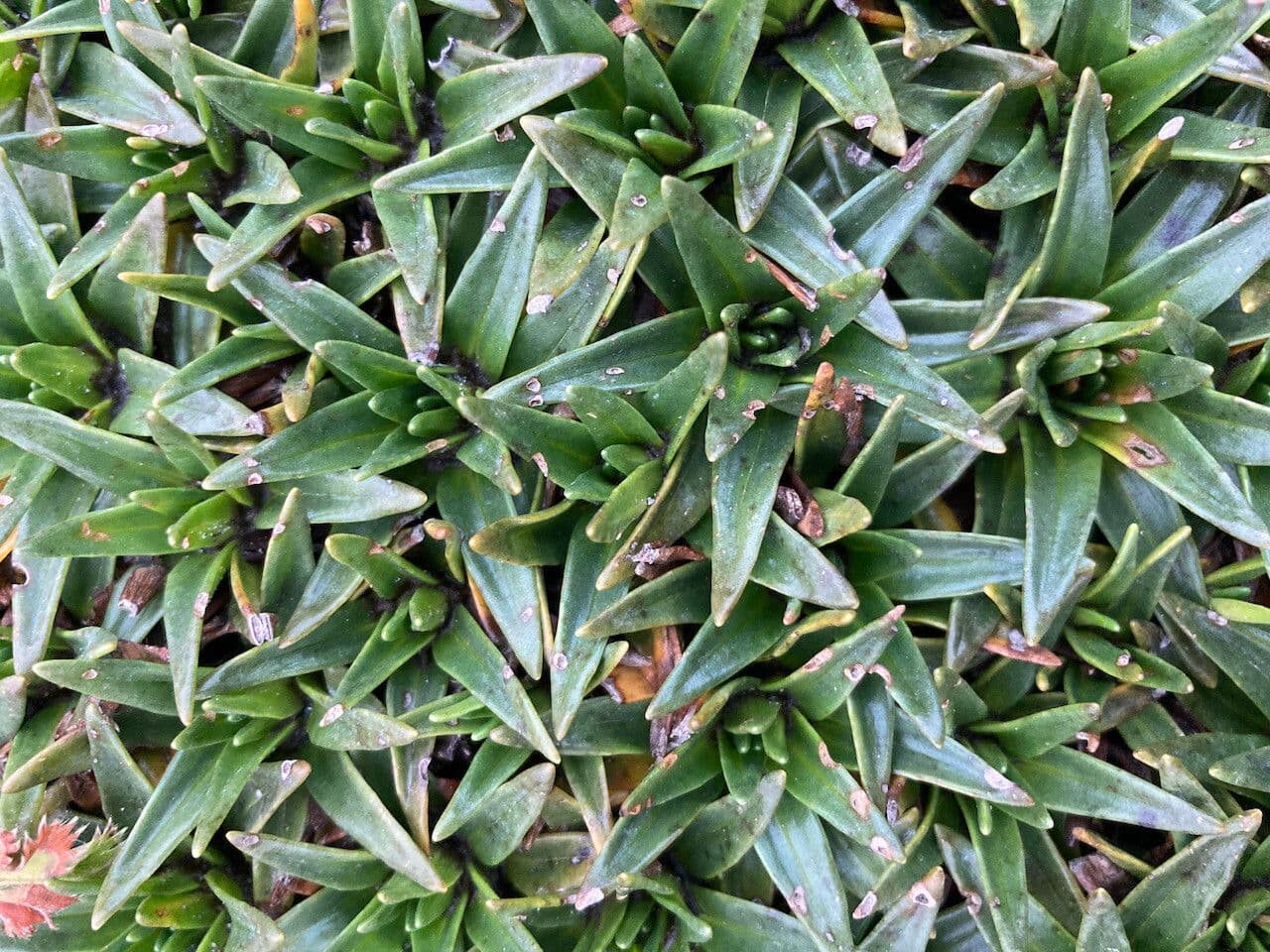 Plantago rigida 11