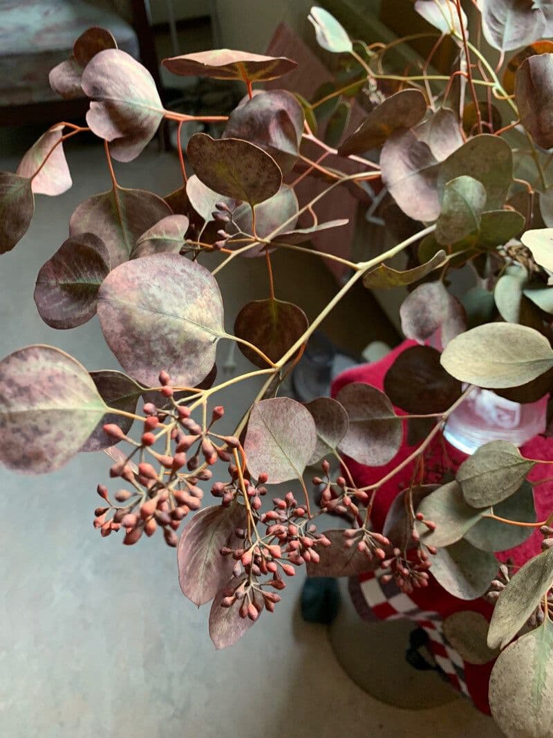 Vielblütiger Eukalyptus 12