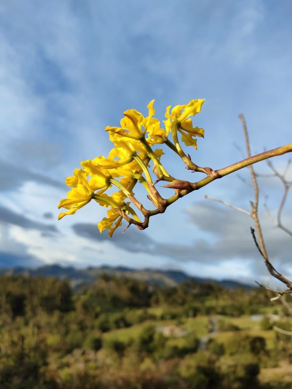 Cyrtochilum 2