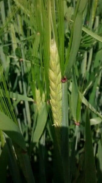Orzo 2