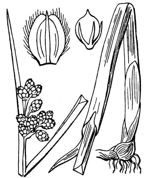Schoenoplectus triqueter 29