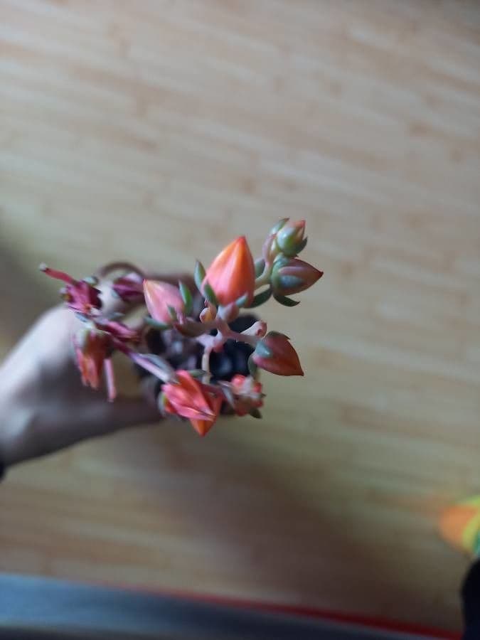 Echeveria 4