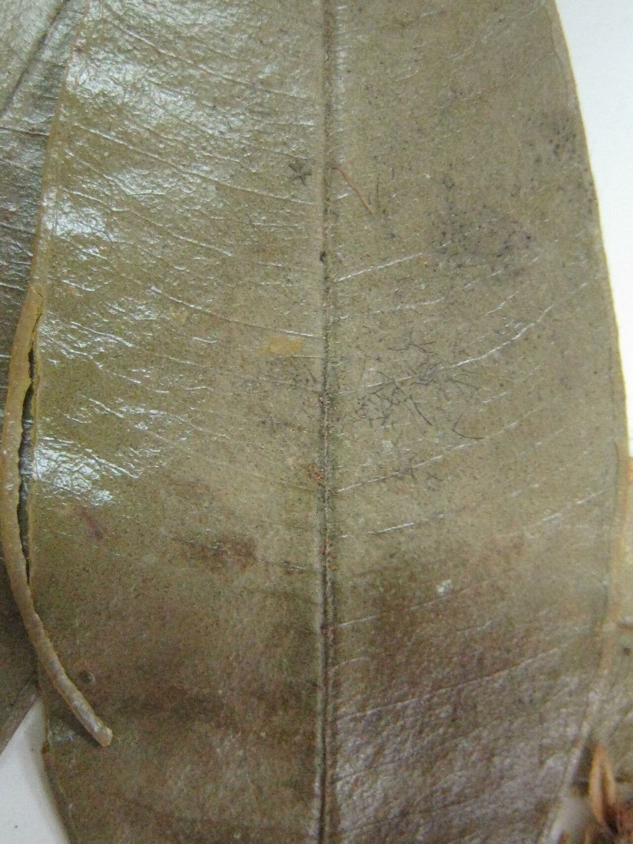 Myrcia bracteata 5