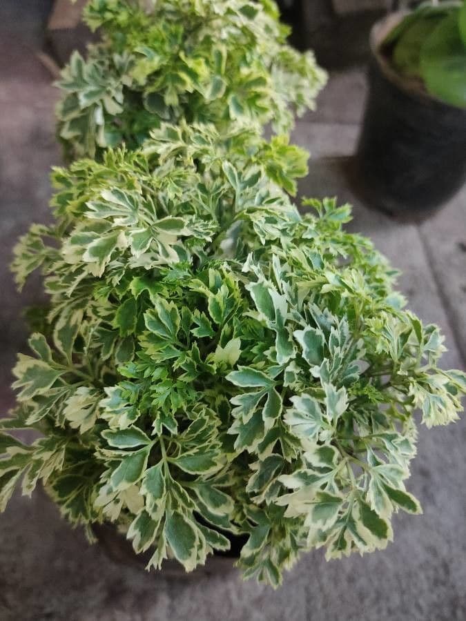 Polyscias guilfoylei 15