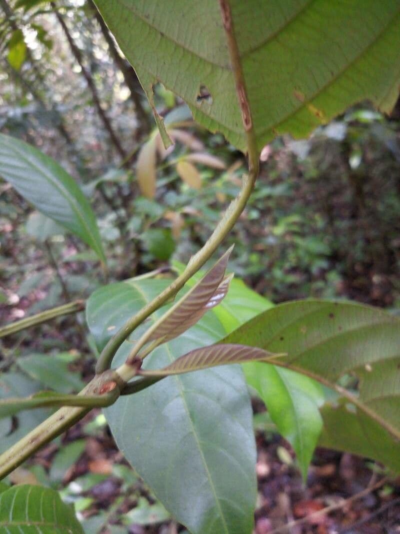 Palicourea 3