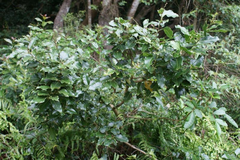 Ocotea 9