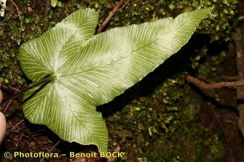 Asplenium hemionitis 17