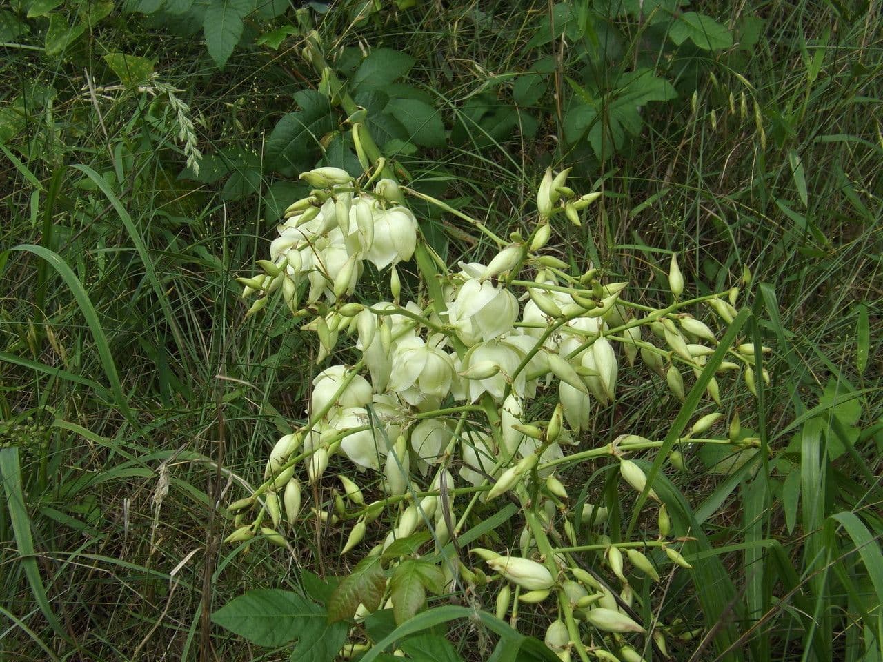 Brazos-Fluss-Yucca 4