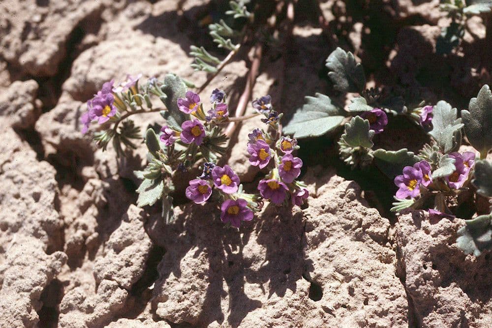 Phacelia 4