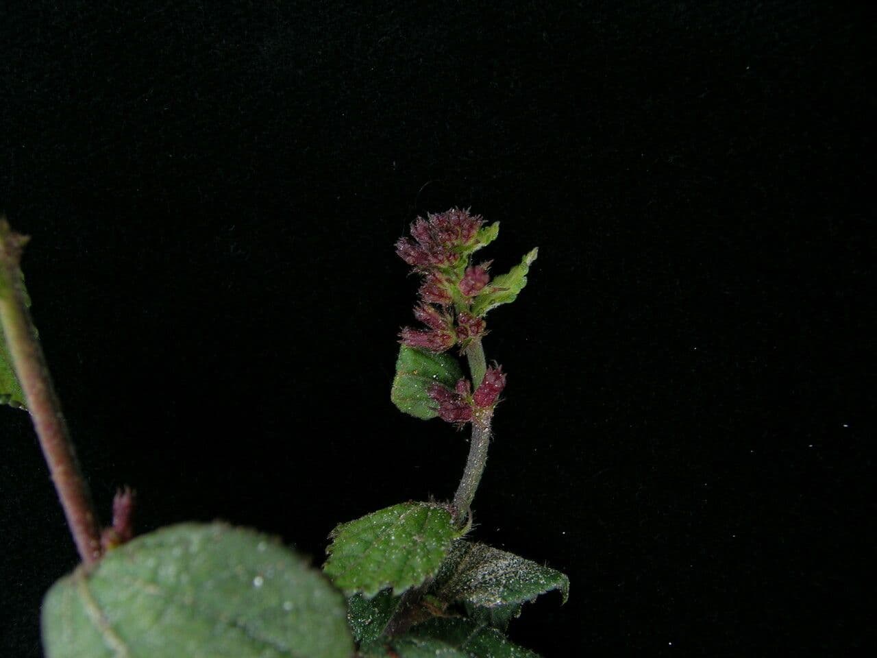Triumfetta rhomboidea 11