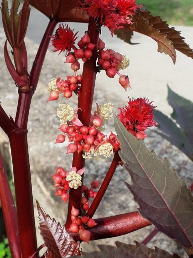 Wunderbaum 8