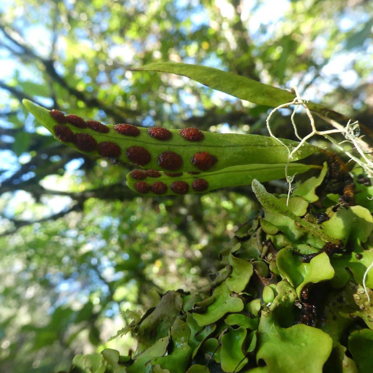 Lepisorus 5