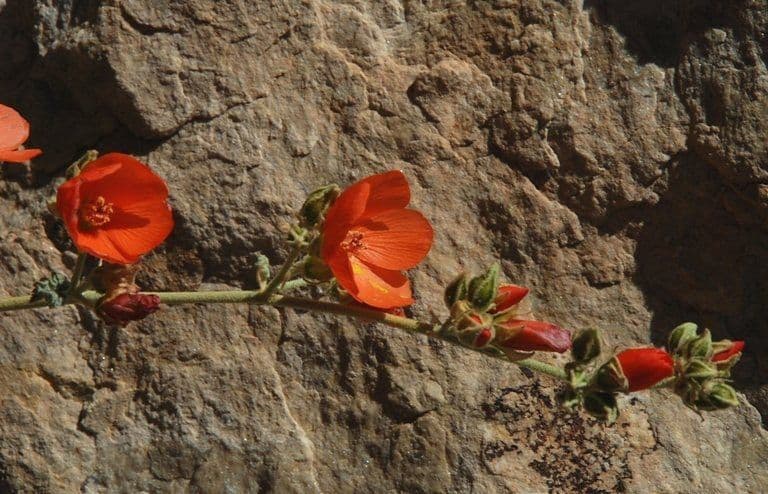 Sphaeralcea 3