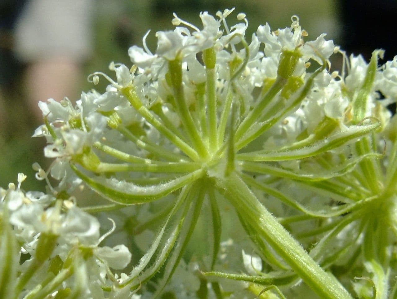 Laserpitium 10