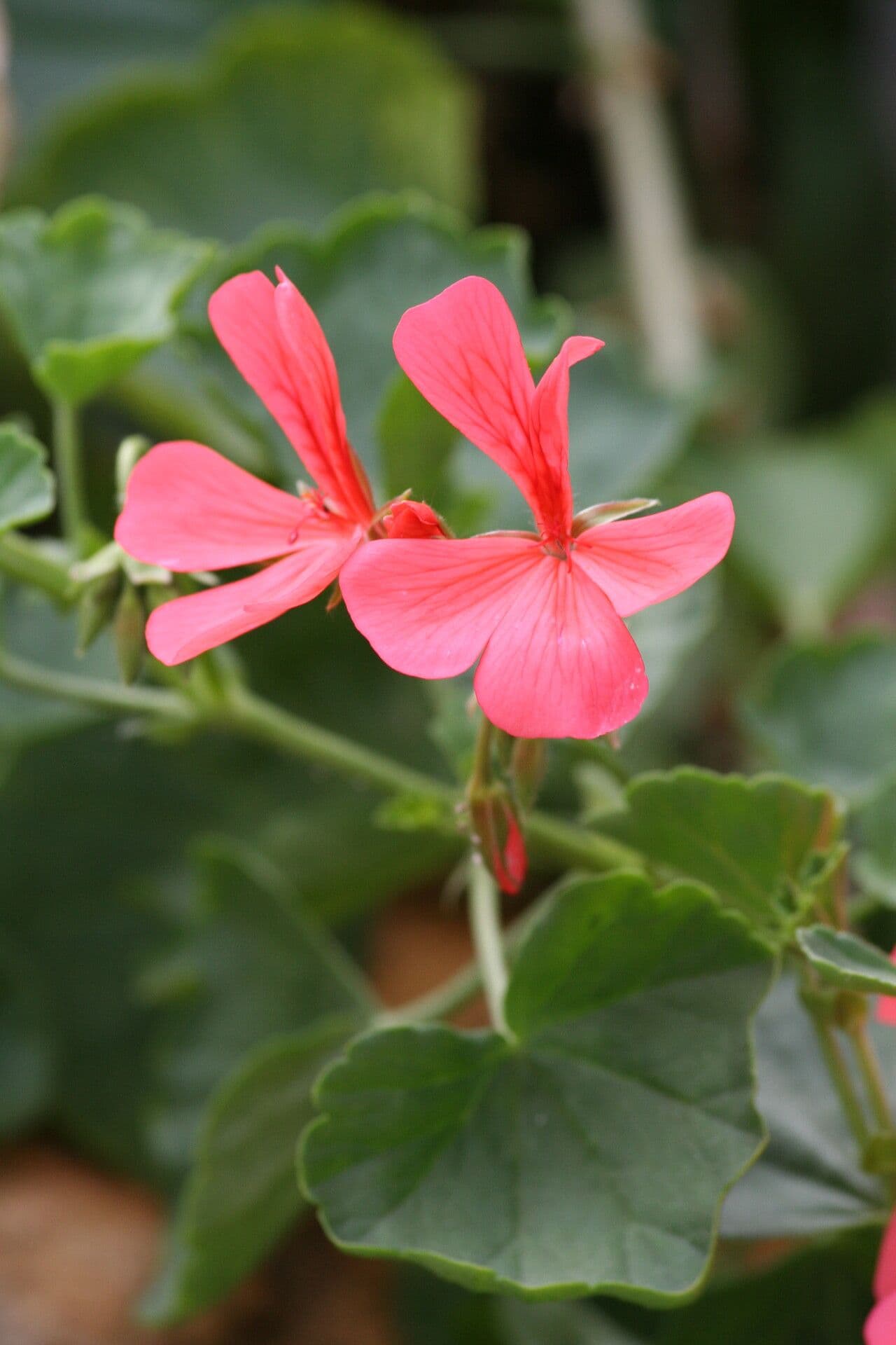 Geranium
