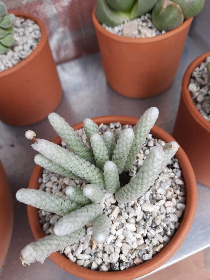 Anacampseros 9