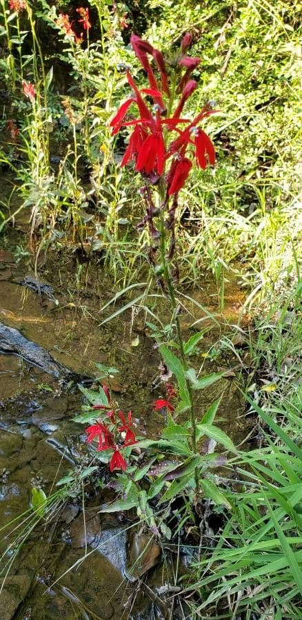 Lobelia cardinale 13