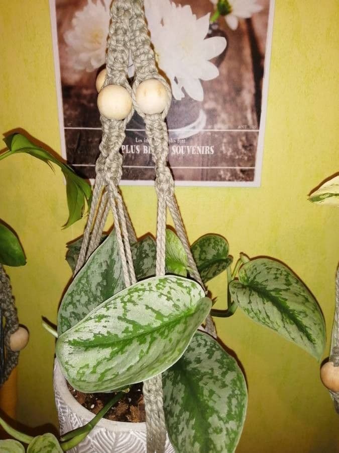 Scindapsus 6