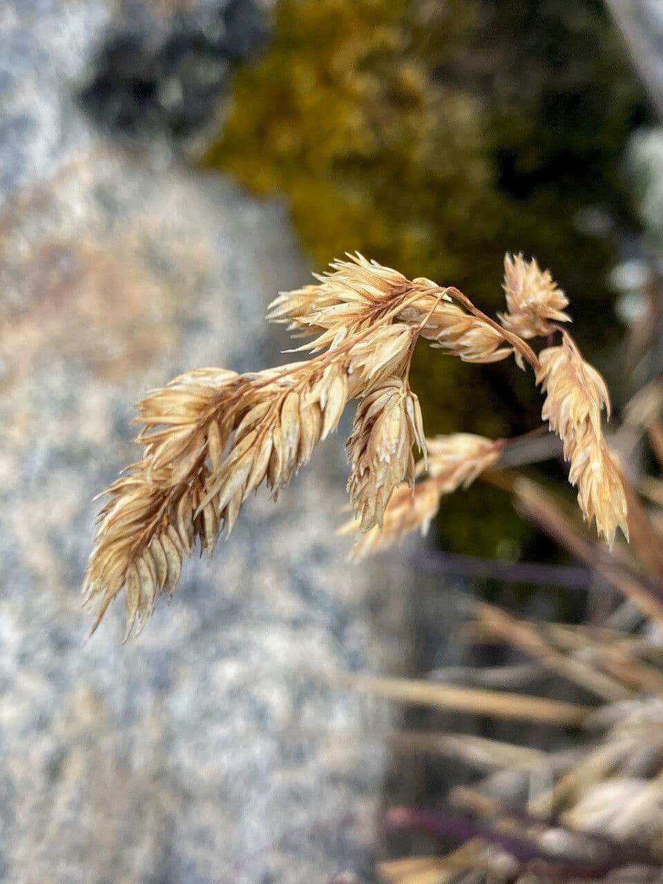 Poa 2