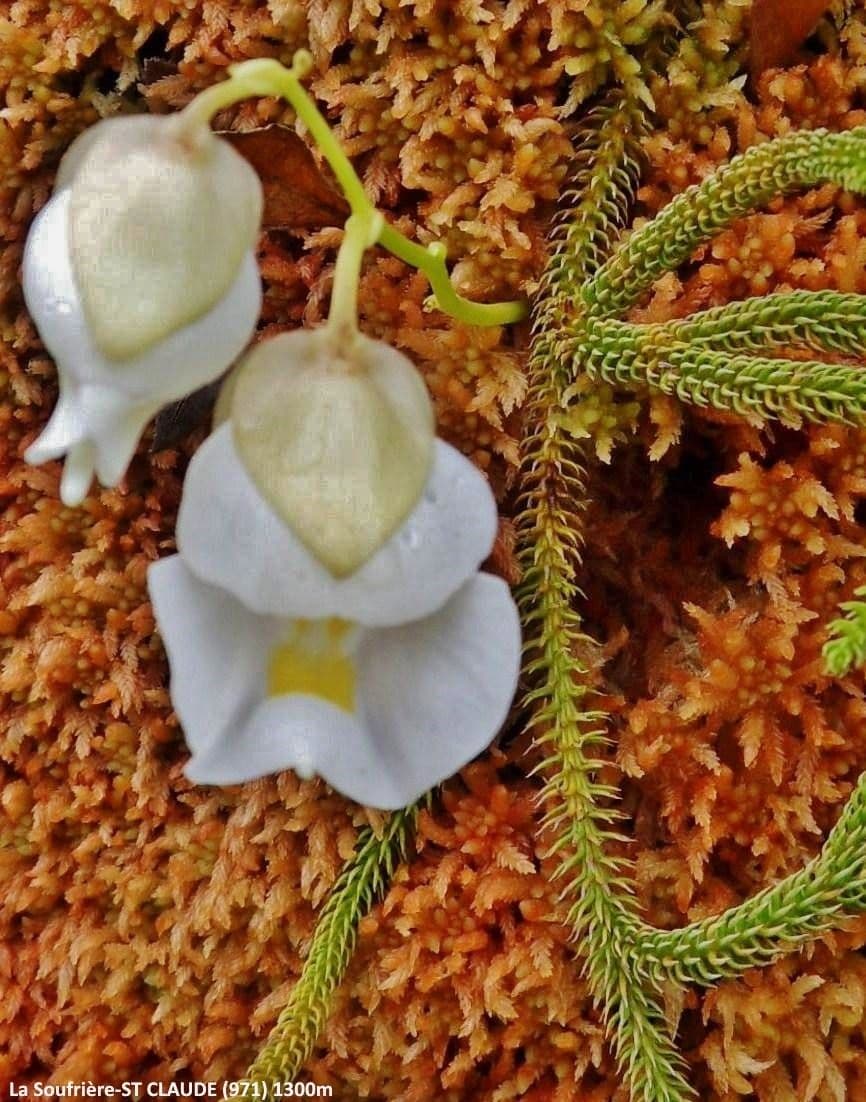 Utricularia 2