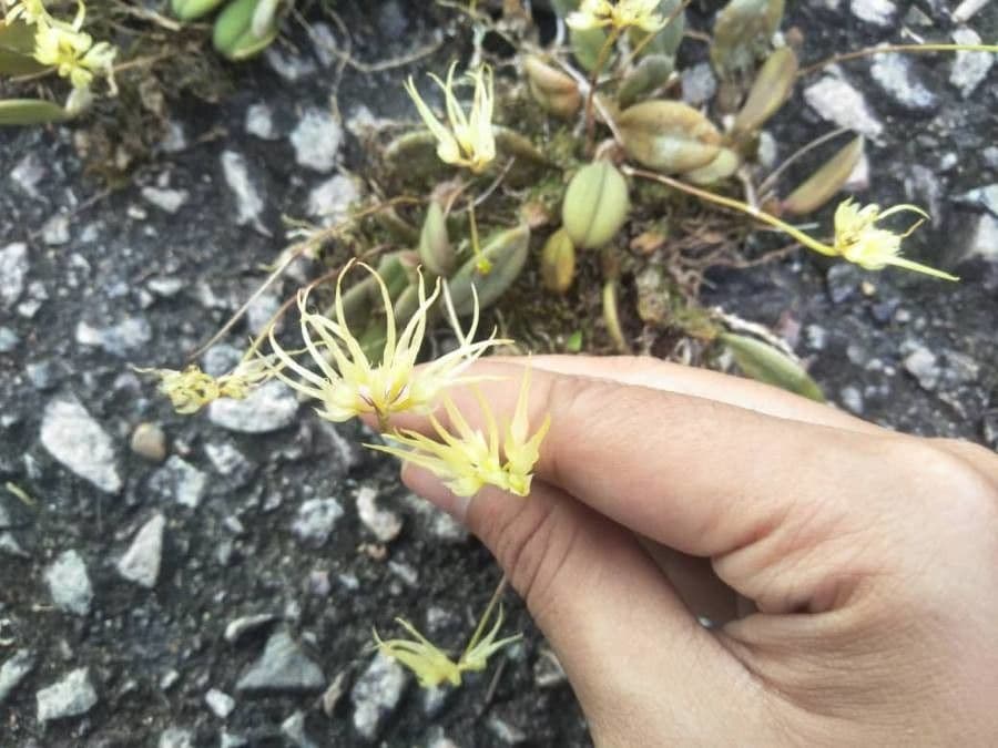 Bulbophyllum 9