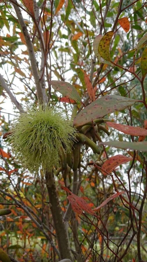 Lehmann-Eukalyptus 8