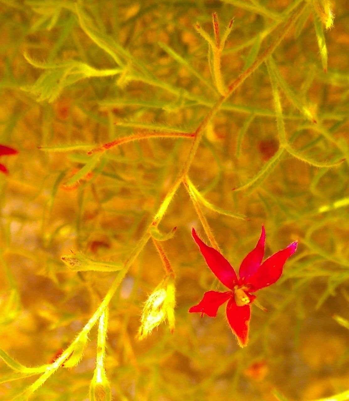 Krameria lanceolata 3