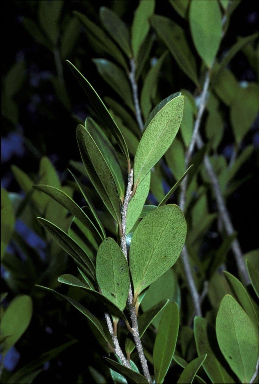 Ludia mauritiana 3