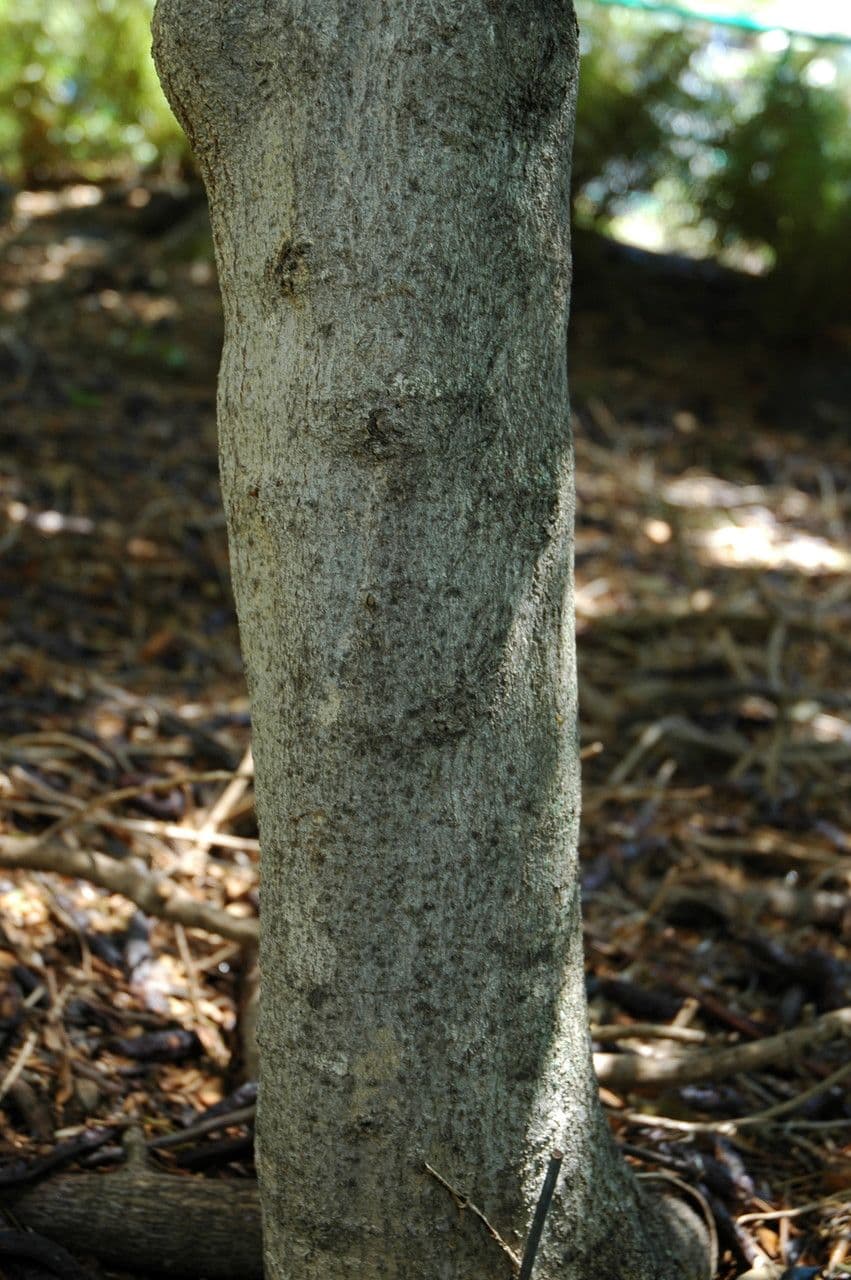 Psydrax odorata 10