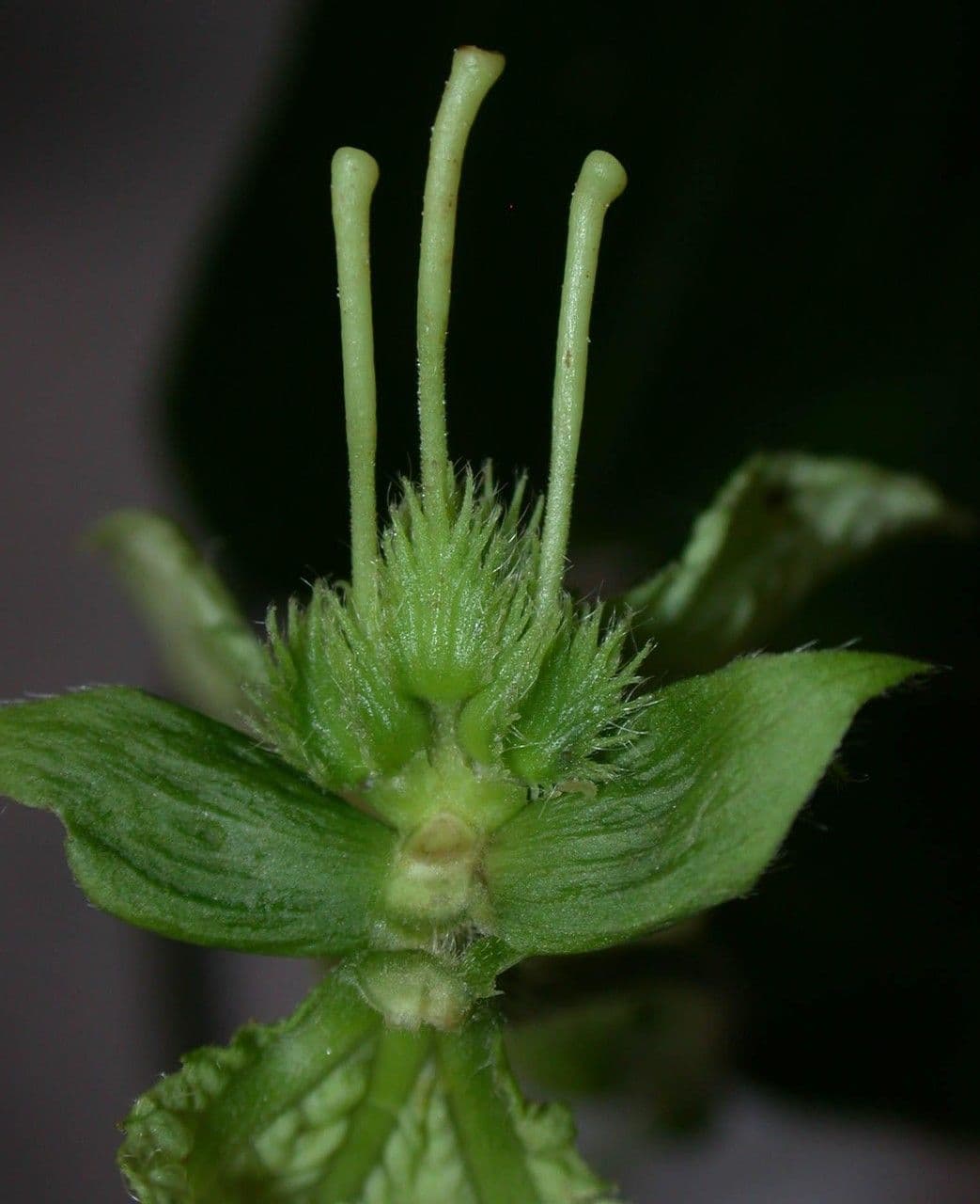 Dalechampia 5