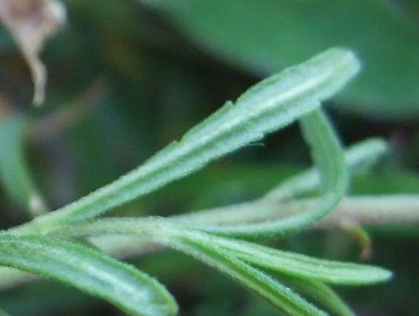 Veronica prostrata 14