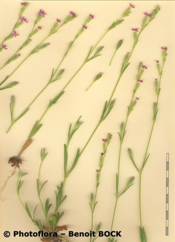 Silene 16