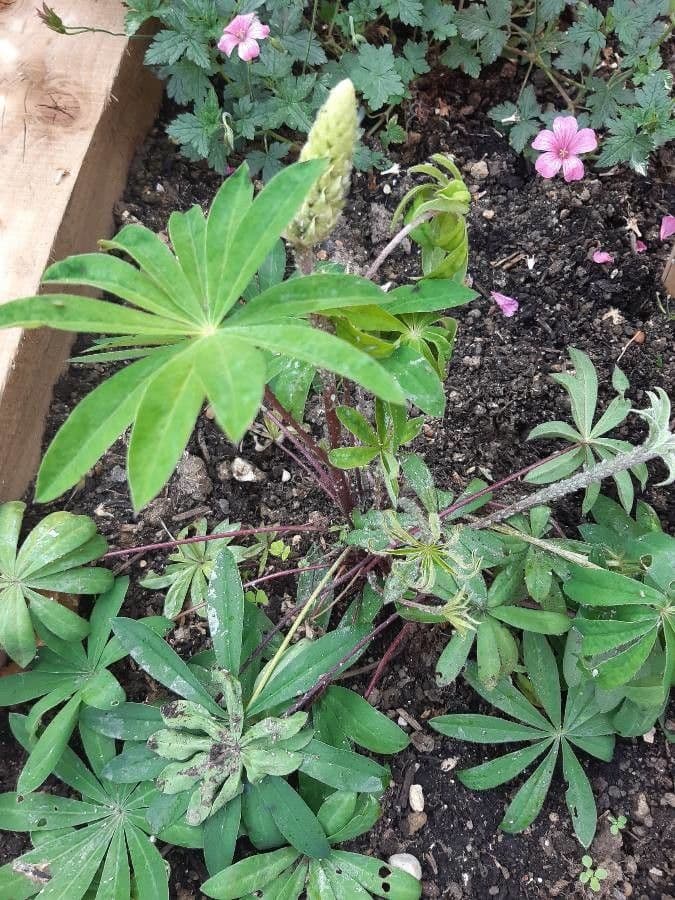 Baum-Lupine 8