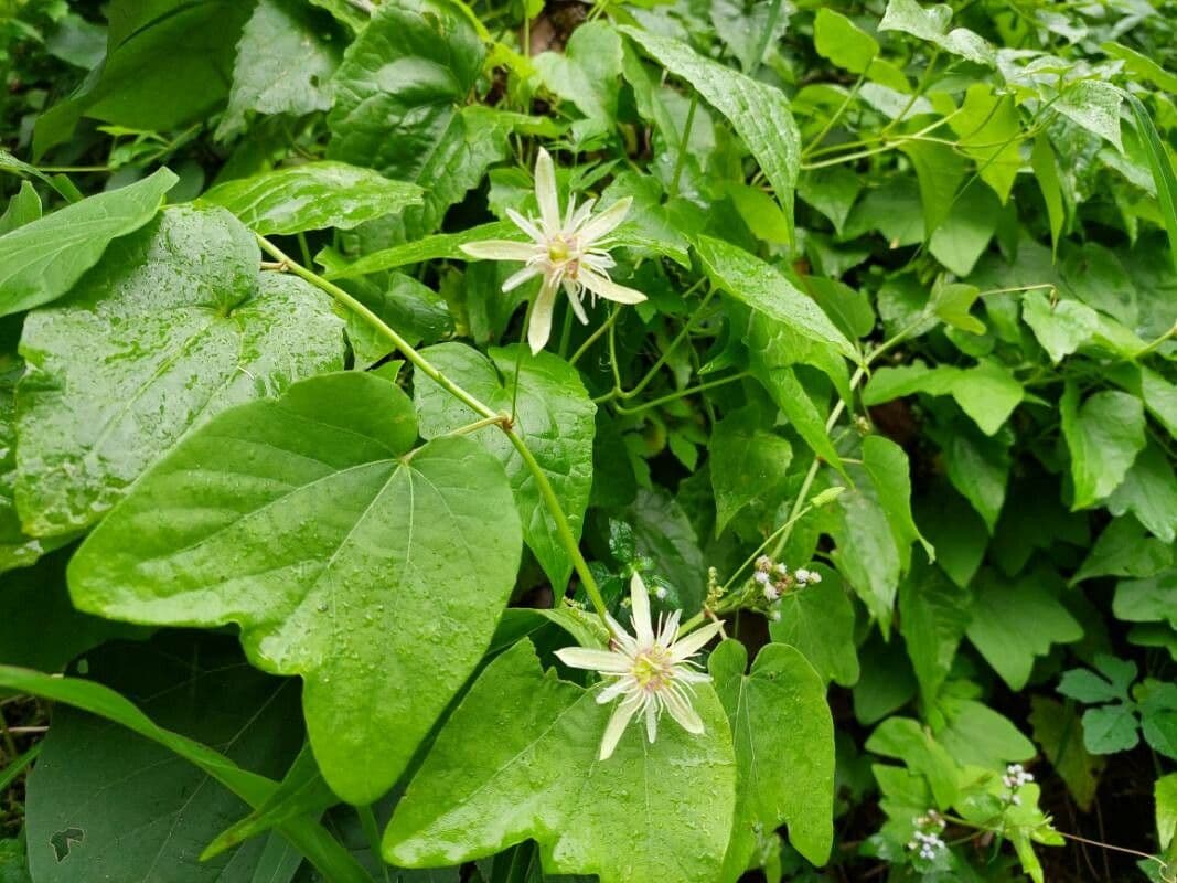 Passiflora capsulare 4
