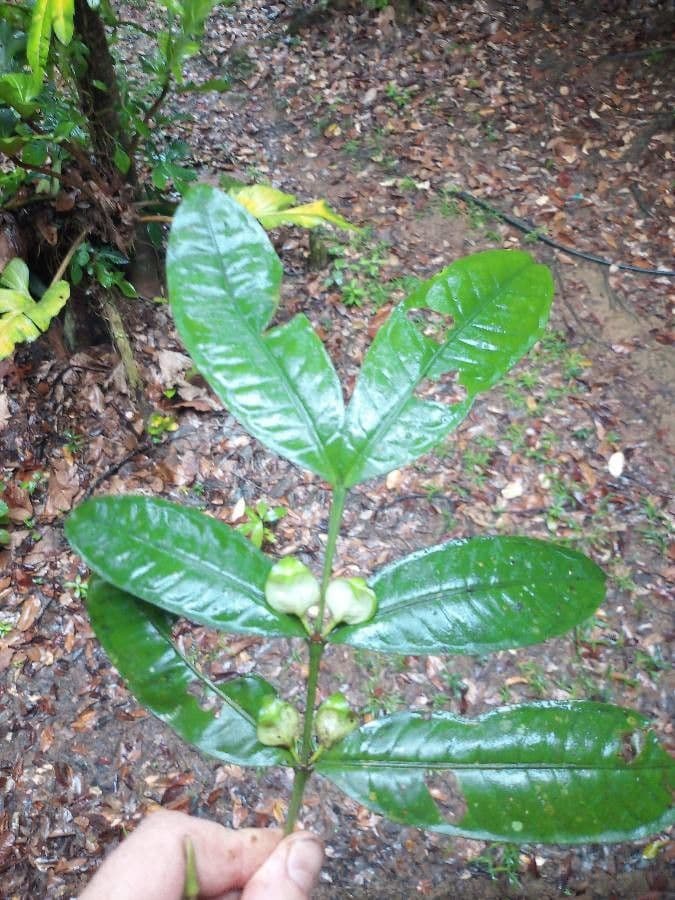 Faramea