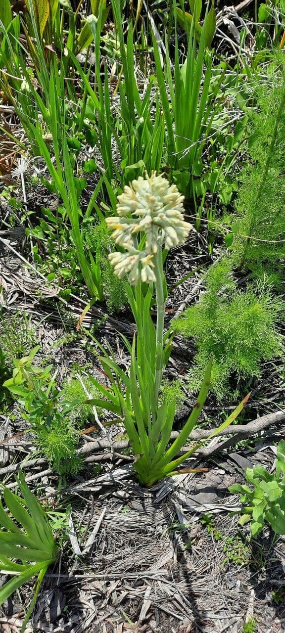 Karolinische Lachnanthes 2